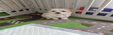 Bichon Frise Puppy 1