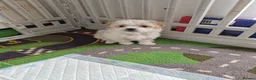 Bichon Frise dogs for sale: Mini bison  in Bristol - Advert 4