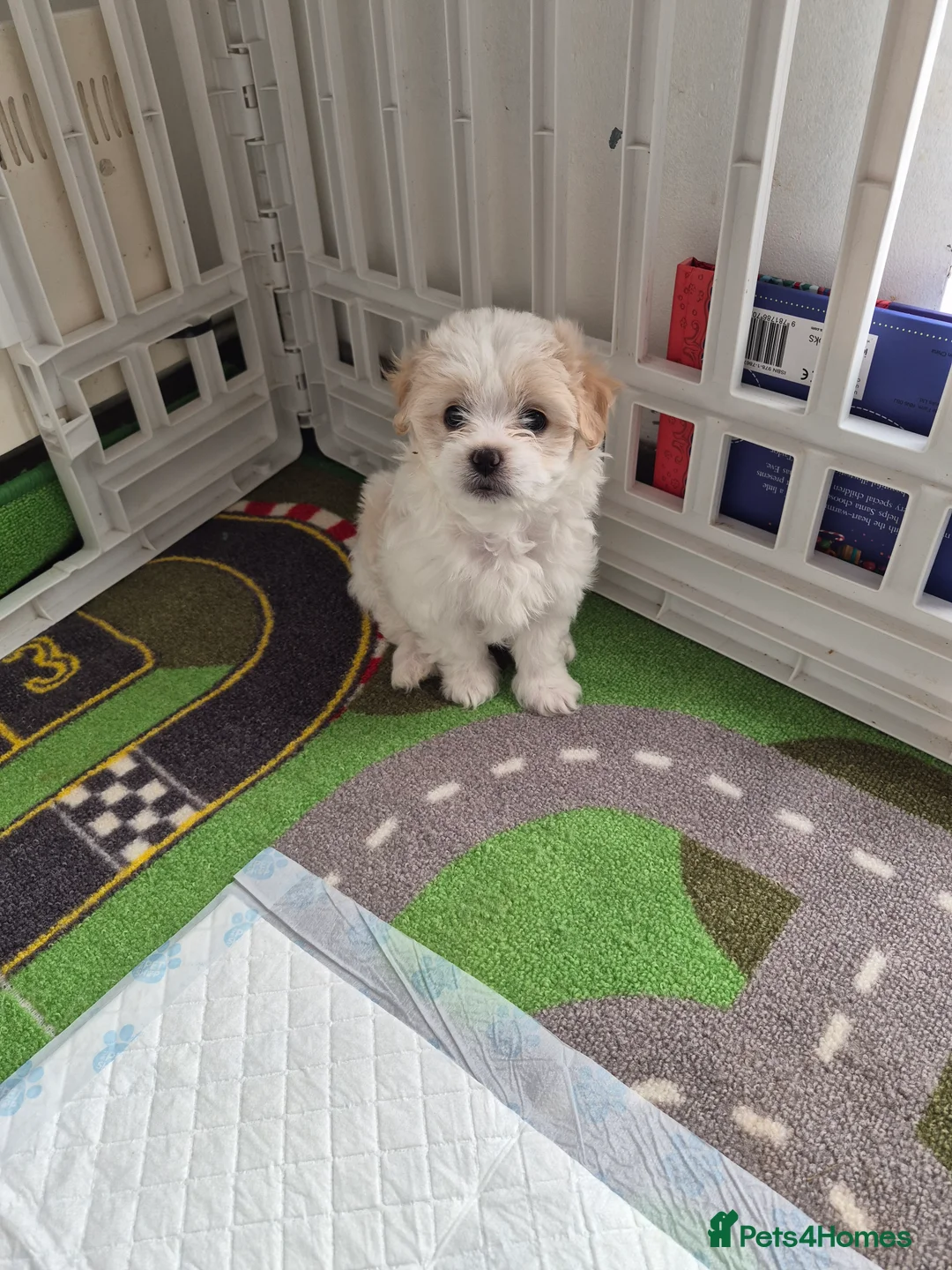 Bichon Frise dogs for sale: Mini bison  in Bristol - Advert 4