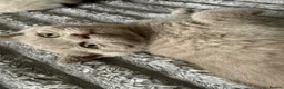 British Shorthair cats for sale: British shothair cute kittens  - Advert 7