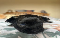 Chihuahua dogs for sale: Puppies  - Image 9