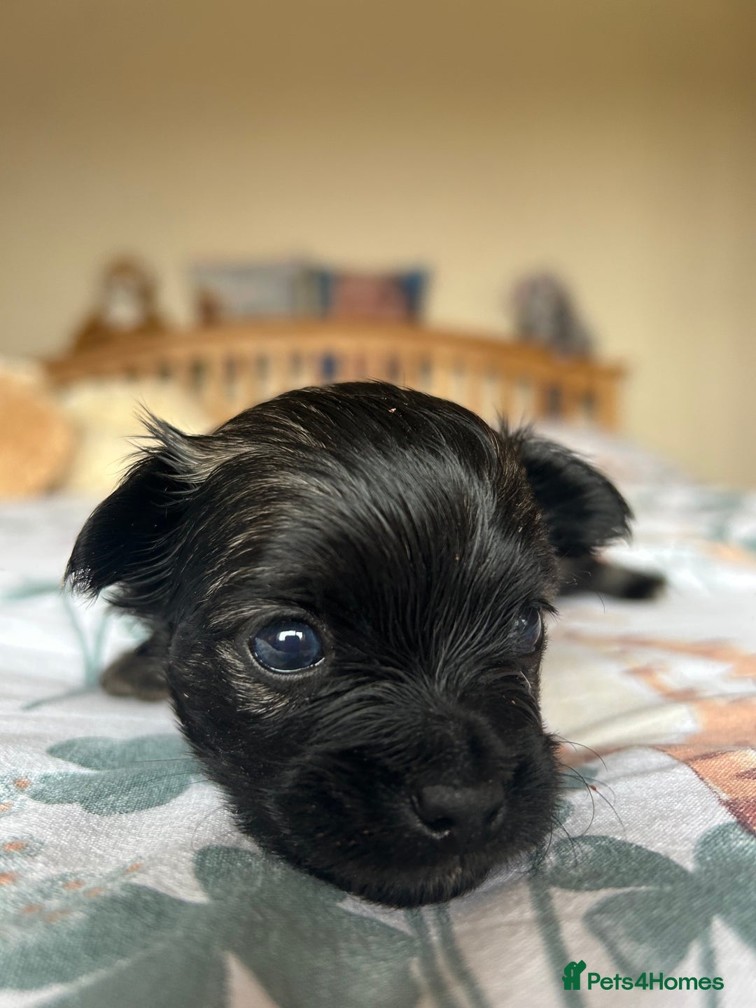 Chihuahua dogs for sale: Puppies  - Image 9