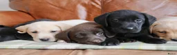 Labrador Retriever dogs for sale: Quality Health Tested Labrador Puppies - Advert 4