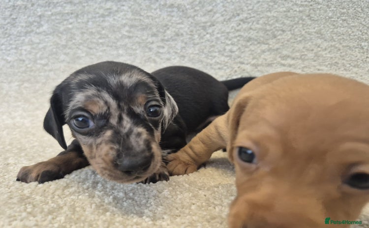 Dachshund dogs - Advert 7