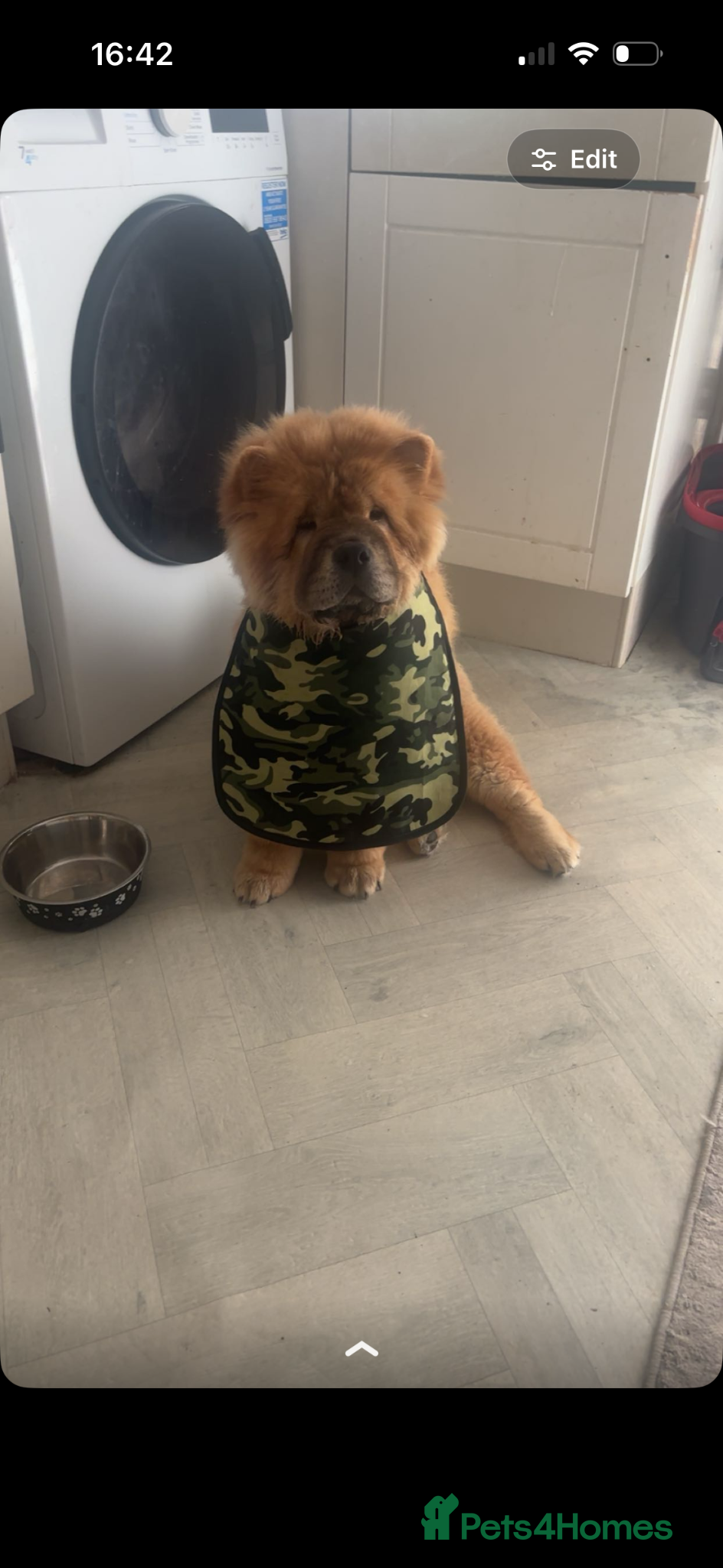 Chow Chow dogs for sale: Pedigree Chow Chow - Advert 3