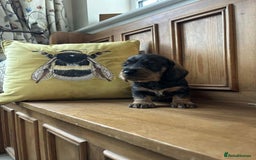 Dachshund dogs for sale: Dual Purpose Standard Wirehaired Dachshund(Teckel) - Image 2