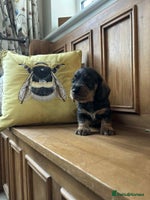 Dachshund dogs - Advert 4