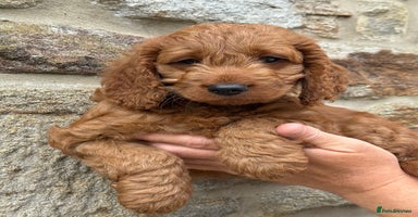 Cockapoo dogs - Advert 13