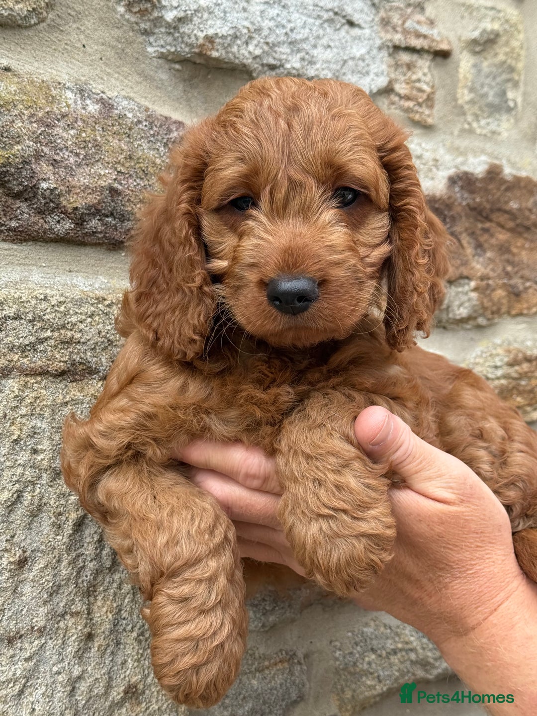 Cockapoo dogs for sale: Deep Dark Red Cockapoo’s ready now  - Image 2