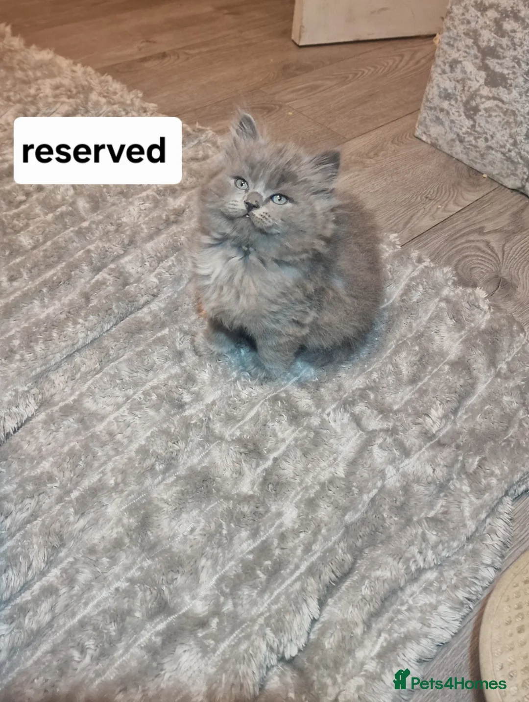 Scottish Fold cats for sale: Scottish fold British shorthair - Advert 2