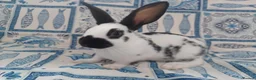 English rabbits for sale: Yurvac vaccinated purebred baby English rabbits! - Advert 13