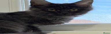 Maine Coon 1