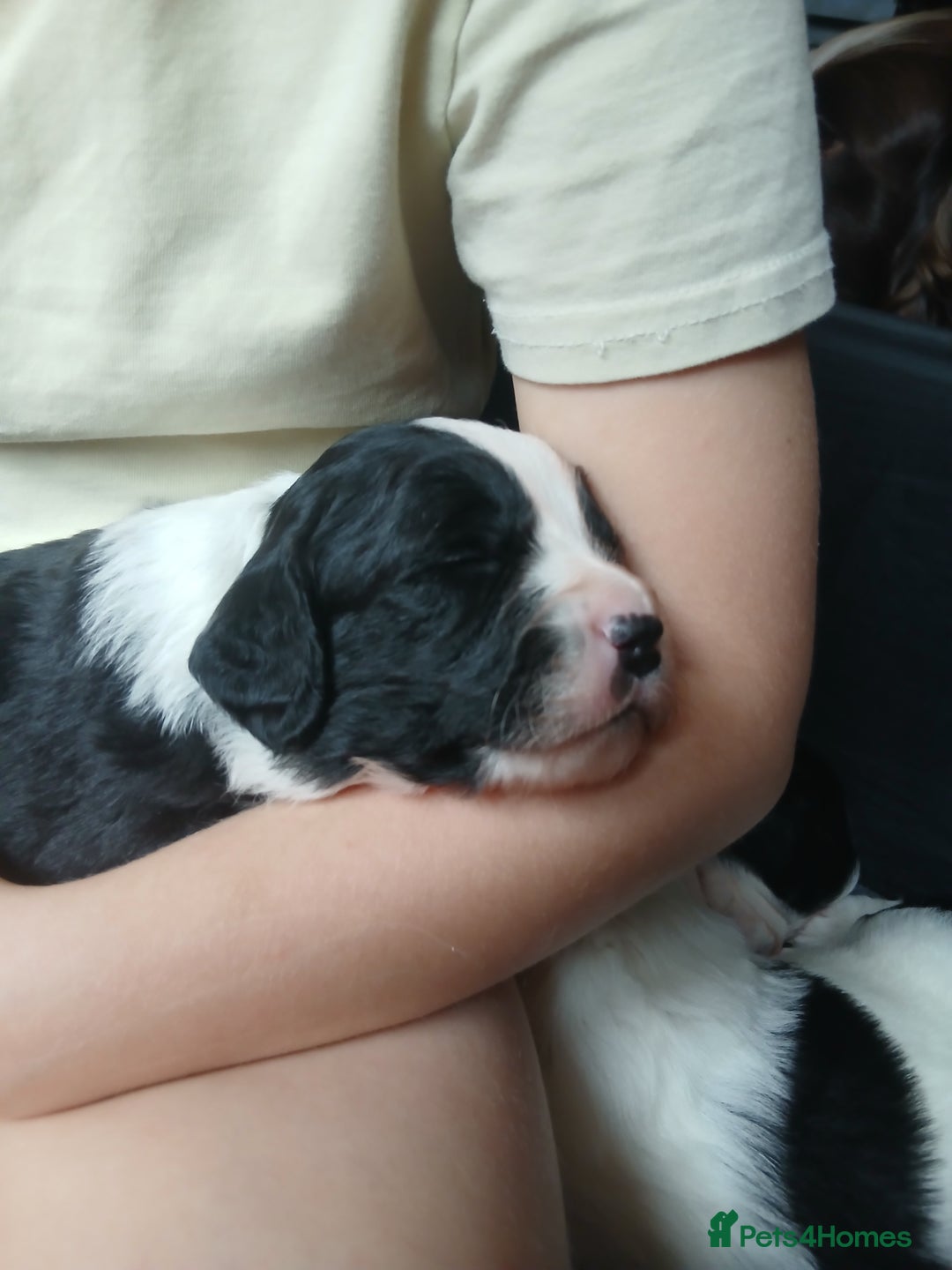 Mixed Breed dogs for sale:  Bearder collie x springer spaniel male puppy - Image 6