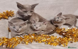 Russian Blue cats for sale: Stunning Russian Blue kittens-pure Pedigree - Image 12