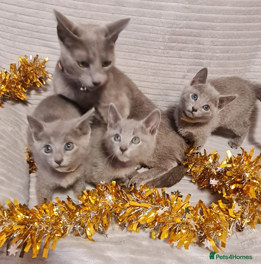 Russian Blue cats for sale: Stunning Russian Blue kittens-pure Pedigree - Image 12