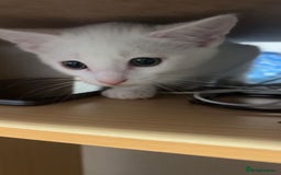 Mixed Breed cats for sale: MIXED BREED TURKISH ANGORA MALE FOR SALE😍 - Image 5