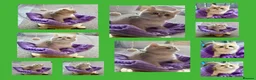 British Shorthair cats for sale: British Shorthair Golden Kittens  - Advert 12