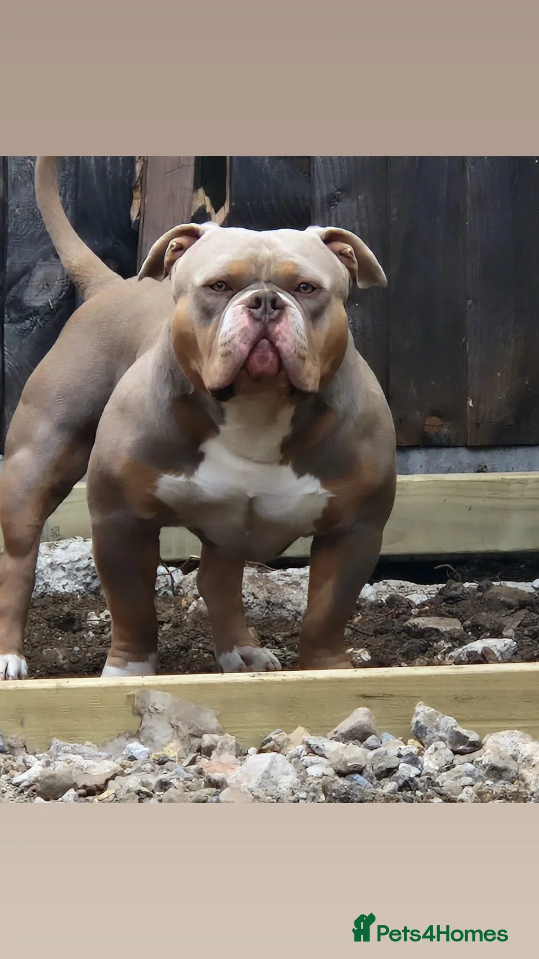 American Bully dogs for stud: American Pocket Bully PROVEN ! in Dartford - Advert 13