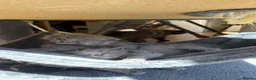British Longhair cats for sale: Stunning Blue BritishLonghair Kittens  - Advert 10