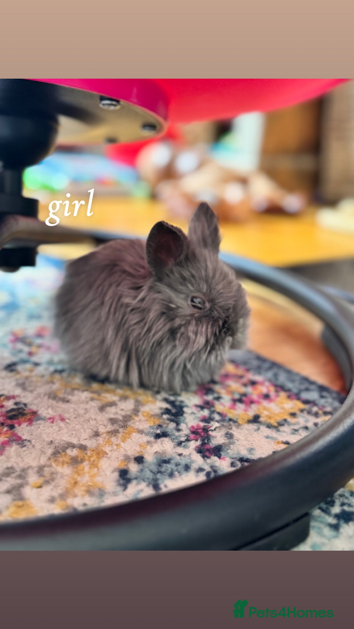 Mini Lion Lop rabbits Lion lops for sale! - Advert 16