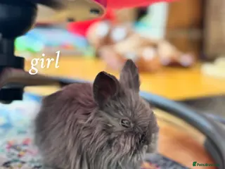 Mini Lion Lop rabbits Lion lops for sale! - Advert 16