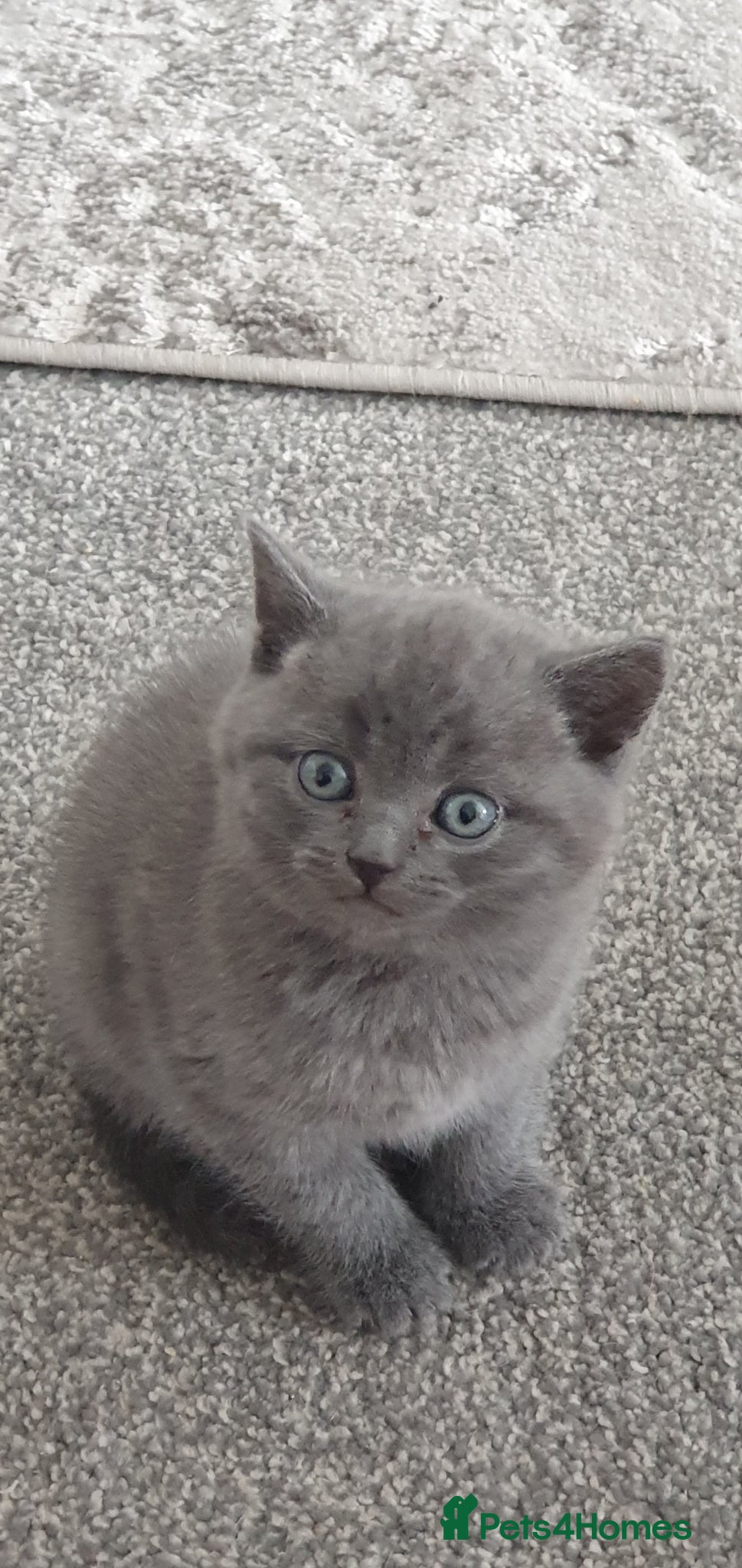 British Shorthair cats British short haired  - Advert 3