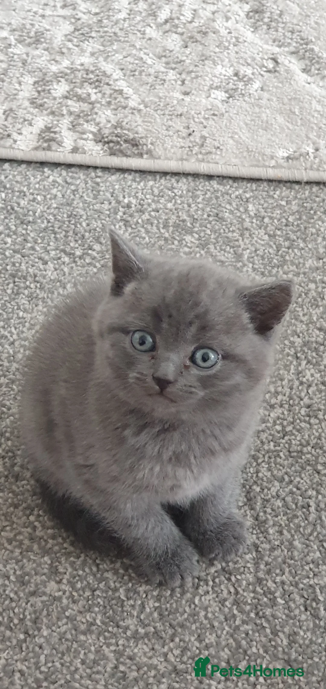 British Shorthair cats for sale: British short haired  - Advert 1