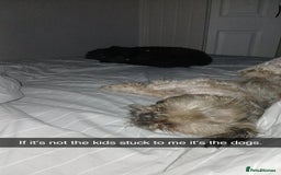 Shih Tzu dogs for sale: 2x 2 year old kc imperial shitzu girls - Image 3