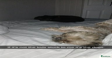 Shih Tzu dogs - Advert 3
