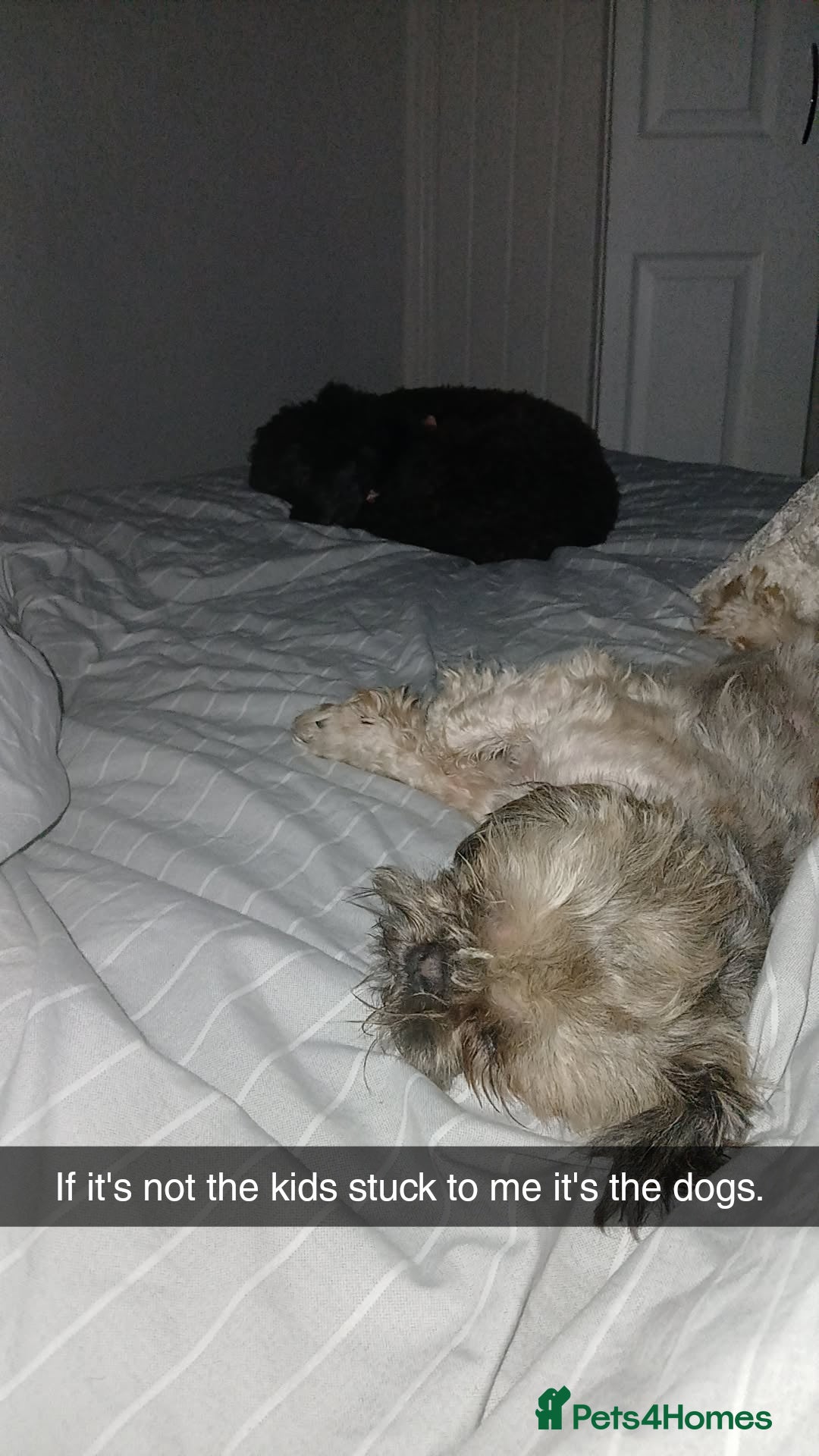 Shih Tzu dogs for sale: 2x 2 year old kc imperial shitzu girls - Image 3