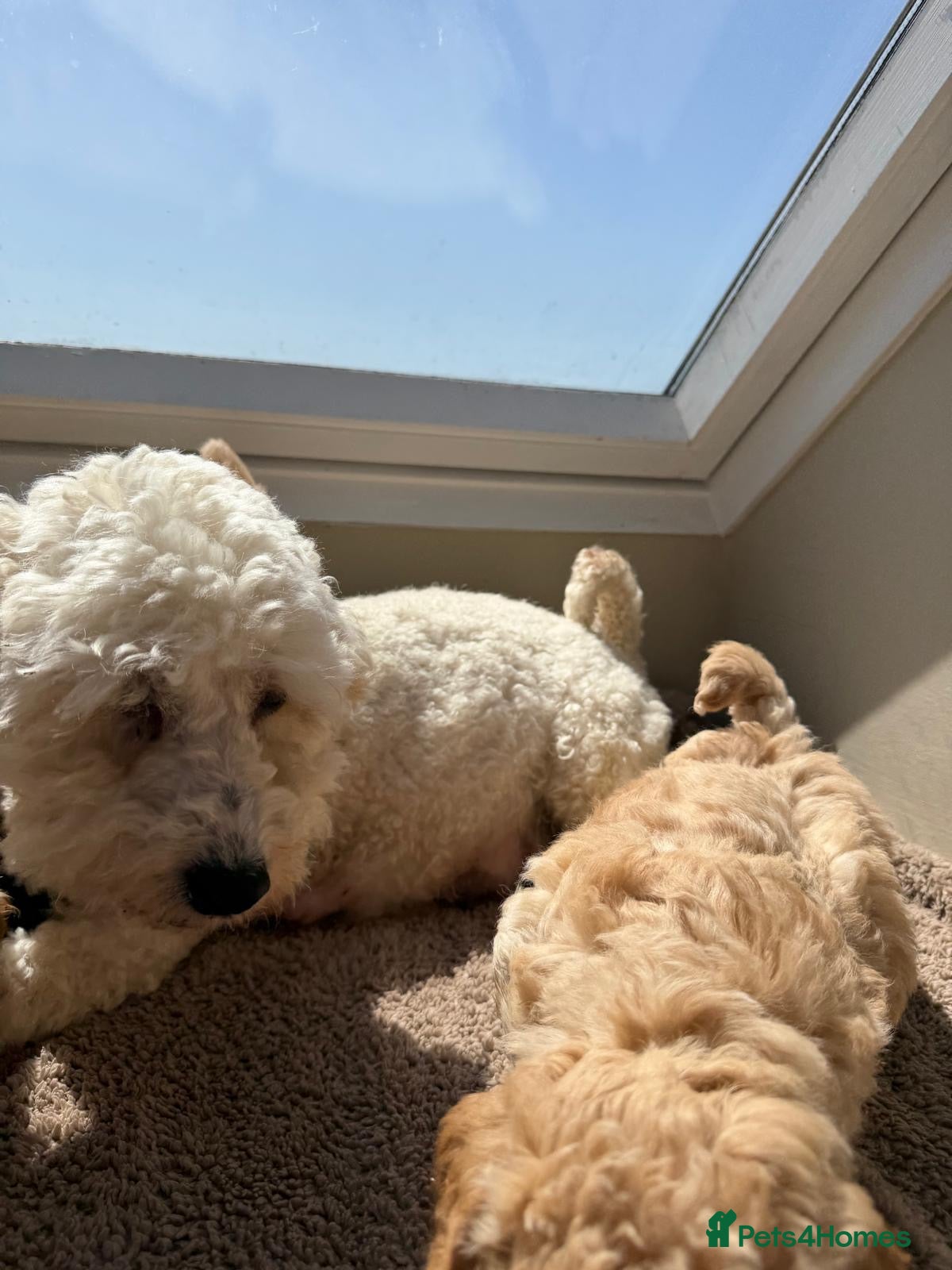 Poochon dogs Poochon F1 - Advert 2