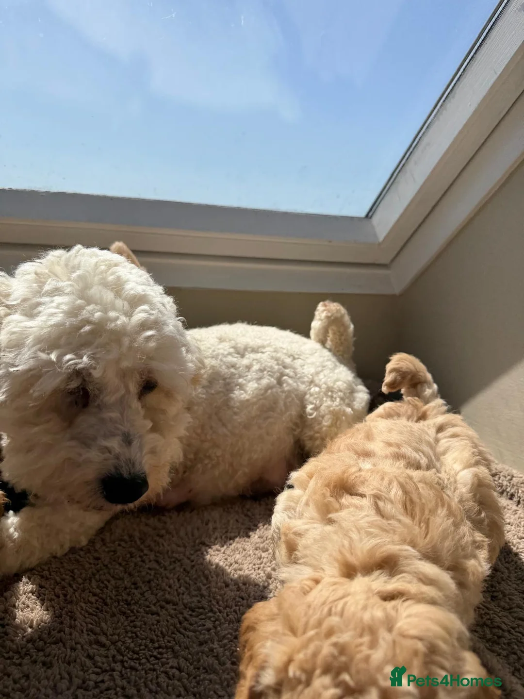 Poochon dogs for sale: Poochon F1 - Advert 2