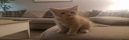 Mixed Breed cats for sale: 2 Male and 1 Female kitten for sale £60 Each  in Chichester - Advert 2
