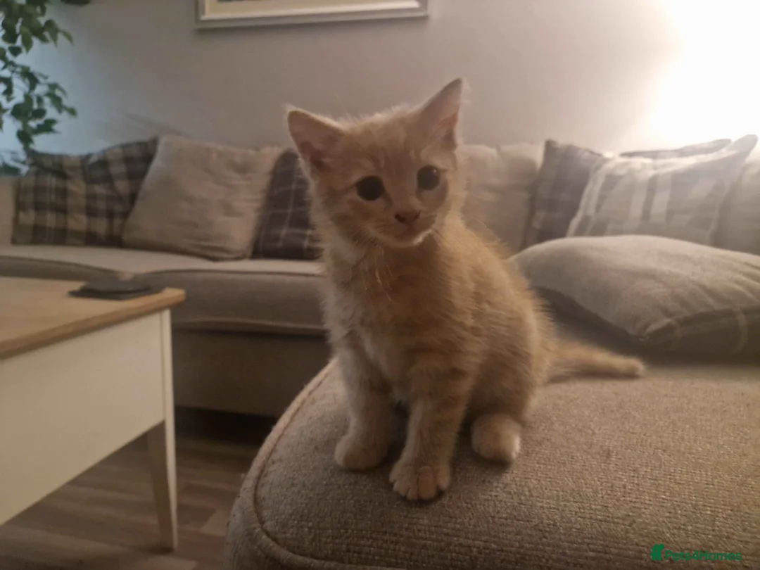 Mixed Breed cats for sale: 2 Male and 1 Female kitten for sale £60 Each  in Chichester - Advert 2