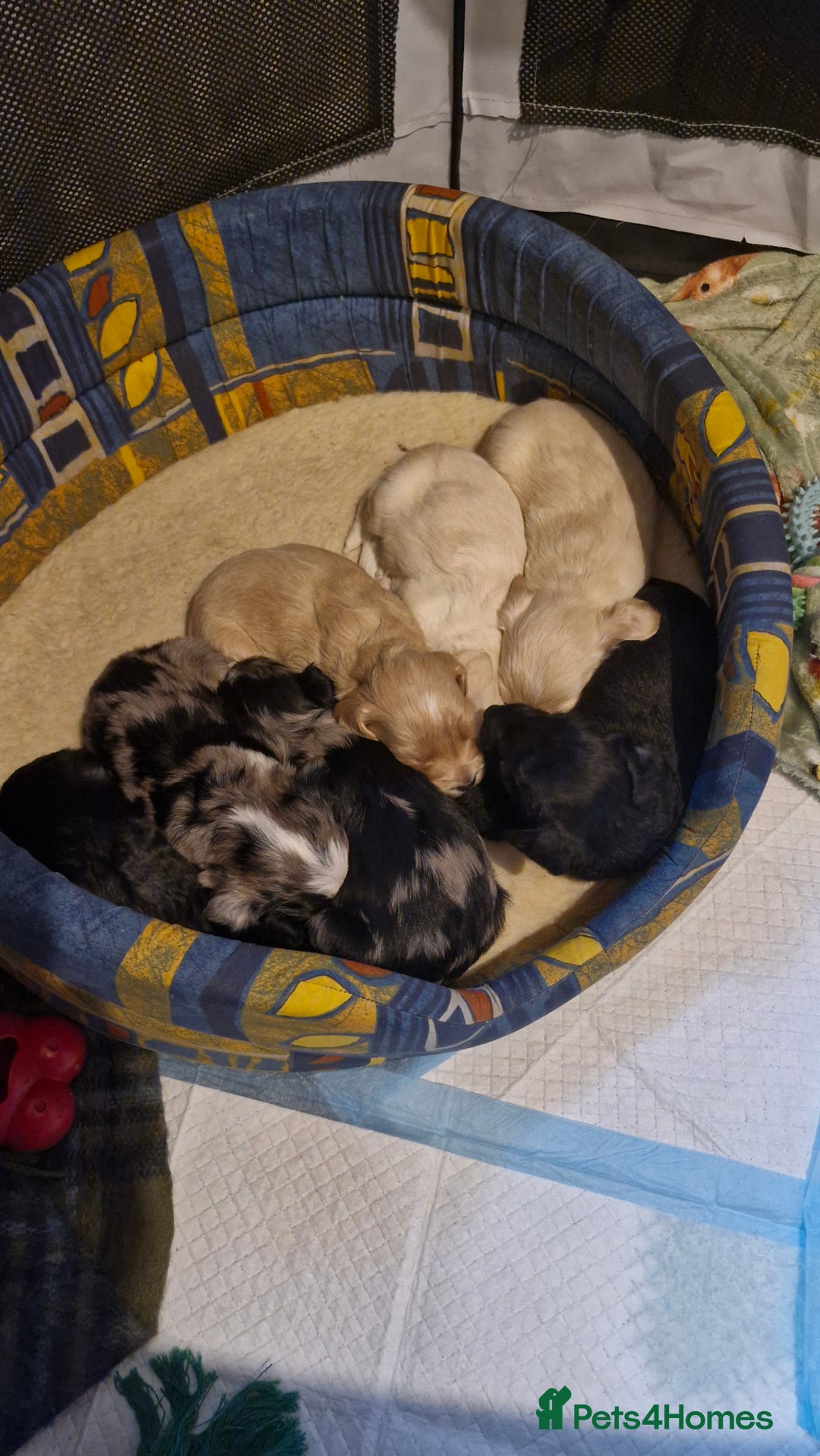 Mixed Breed dogs for sale: Cockerpoo/Schnoodle/Bischon Puppies  - Advert 3