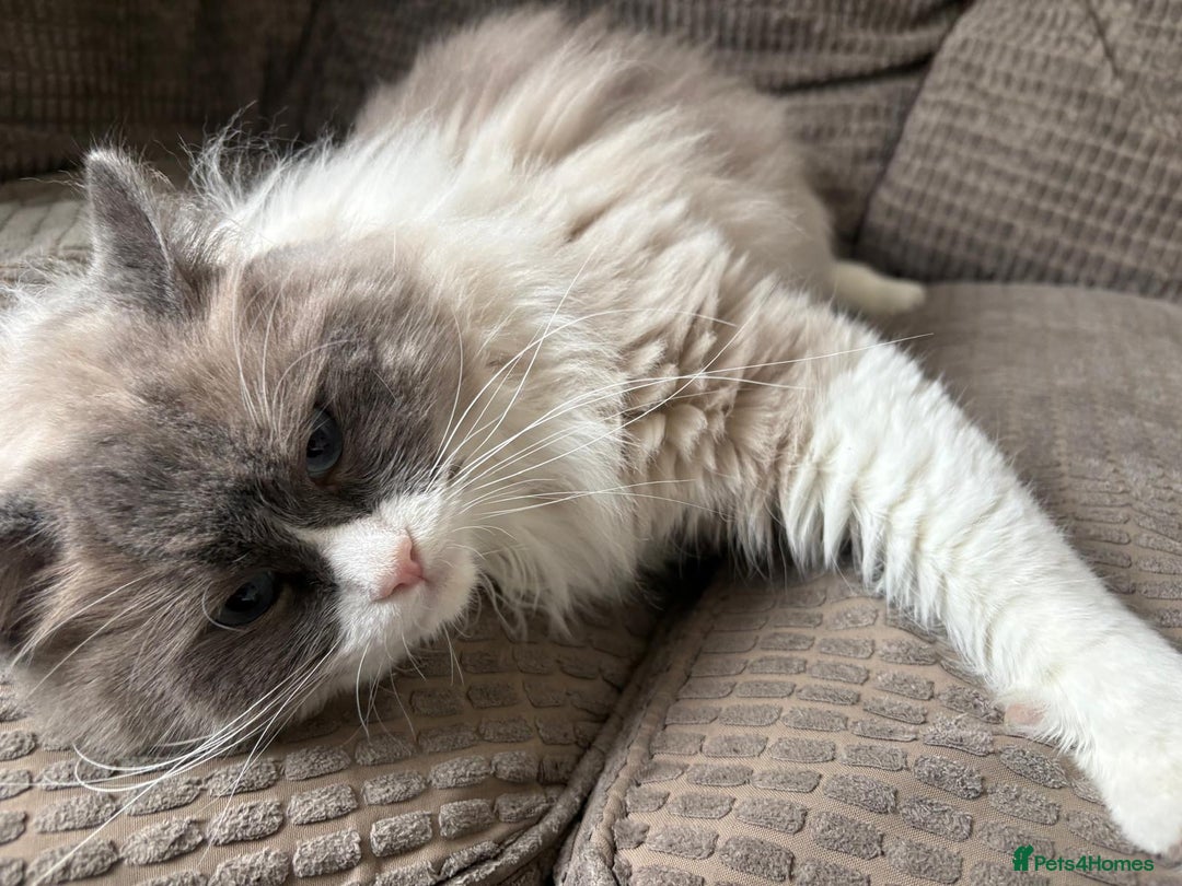 Ragdoll cats for sale: 💙 Stunning 2-Year-Old GCCF Registered Ragdoll Boy - Advert 10