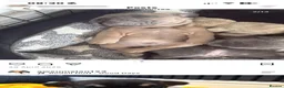 French Bulldog dogs for stud: Stud for sale  - Advert 9
