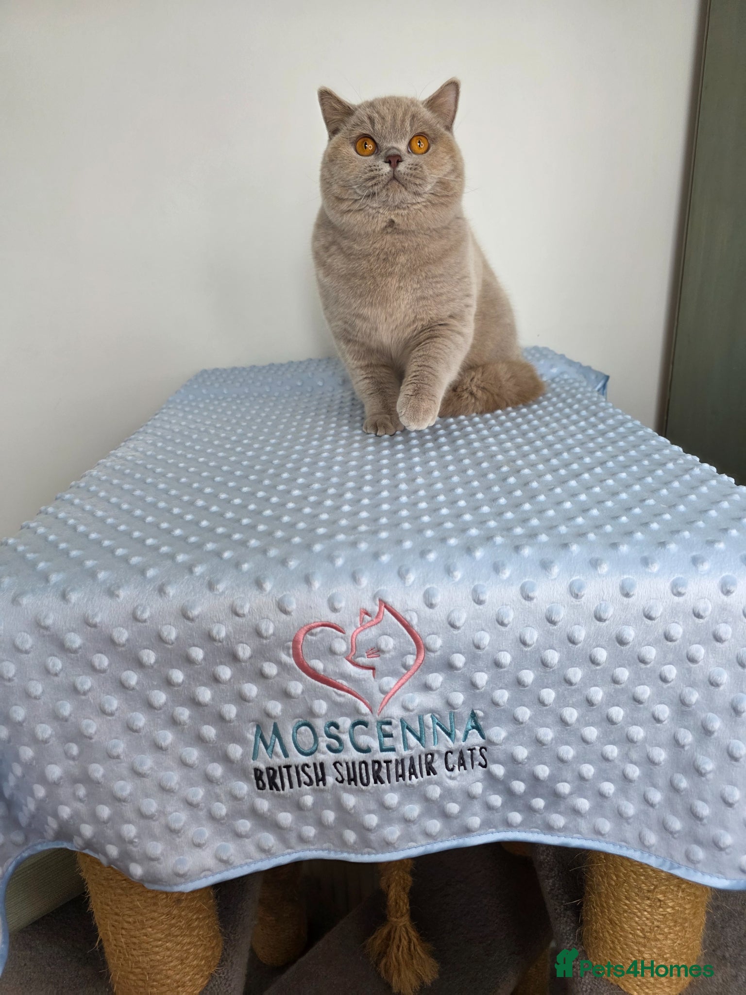British Shorthair cats for sale: CHAMPION SIRED GCCF REG LILAC BSH MALE ADULT - Advert 3