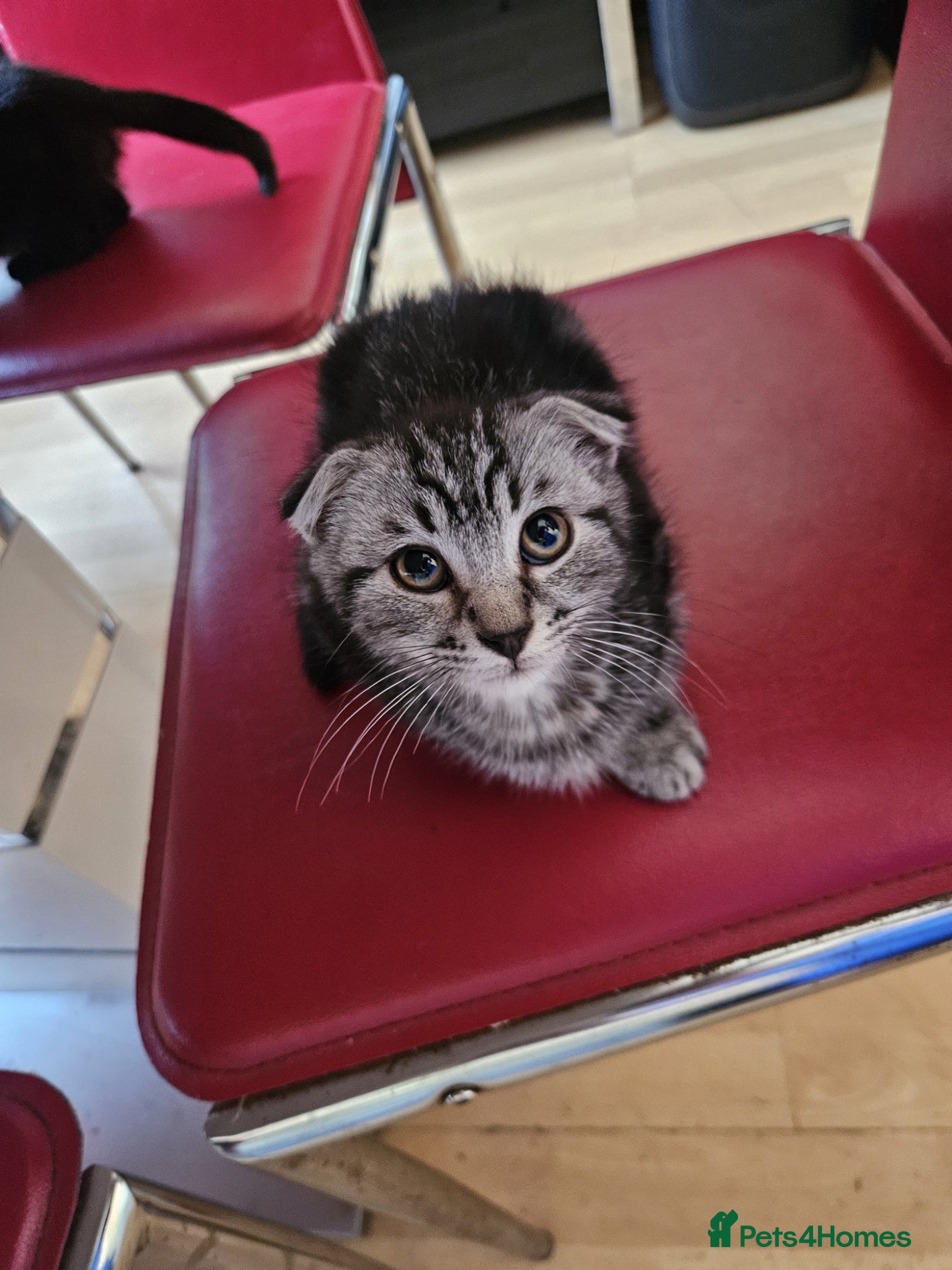 Mixed Breed cats Beautiful Kittens Dogs & Kids Friendly  - Advert 2