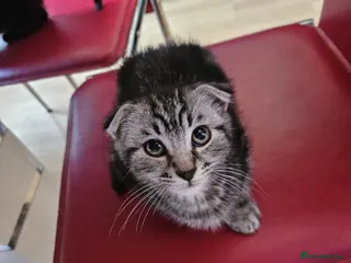 Mixed Breed cats Beautiful Kittens Dogs & Kids Friendly - Advert 10