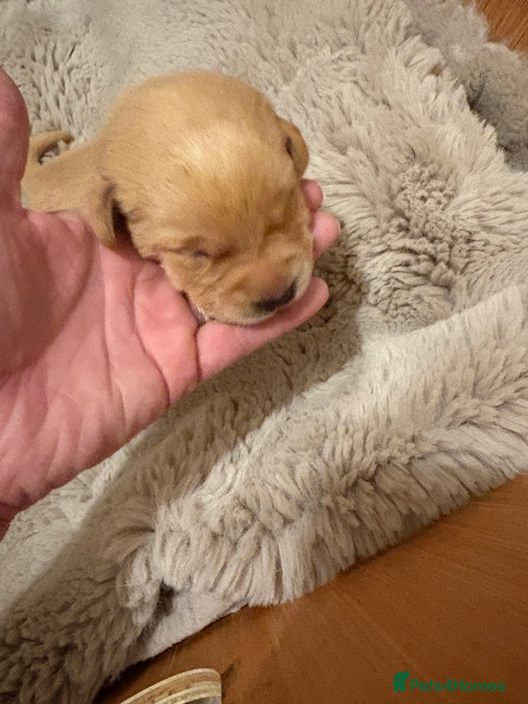 Labrador Retriever dogs for sale: Beautiful chunky yellow  Labrador puppy’s  - Image 18