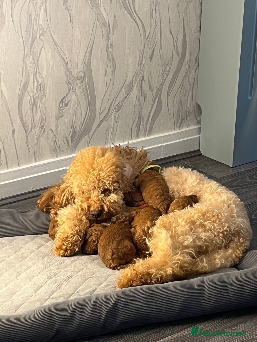 Cavapoo dogs for sale: F1b Cavapoo ALL PUPS NOW RESERVED  - Advert 20