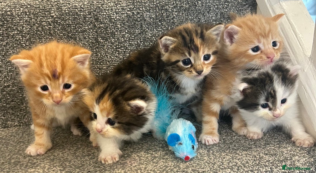 Mixed Breed cats for sale: Beautiful kittens for sale  - Image 1
