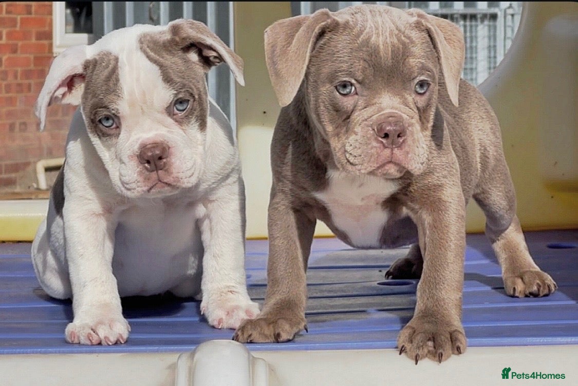 Old Tyme Bulldog dogs Trusted breeder of 24 years  - Advert 3