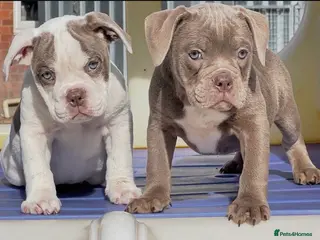Old Tyme Bulldog dogs Trusted breeder of 24 years - Advert 3
