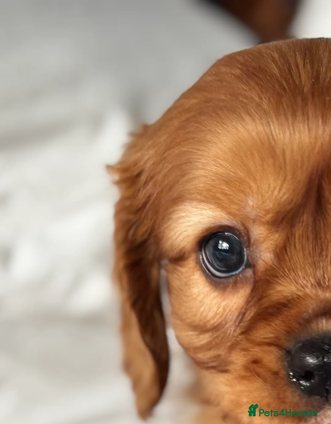 Cavalier King Charles Spaniel dogs for sale: 🐶KC REG, EXTENSIVELY HEALTH TESTED CAVALIER 🐶  - Advert 18