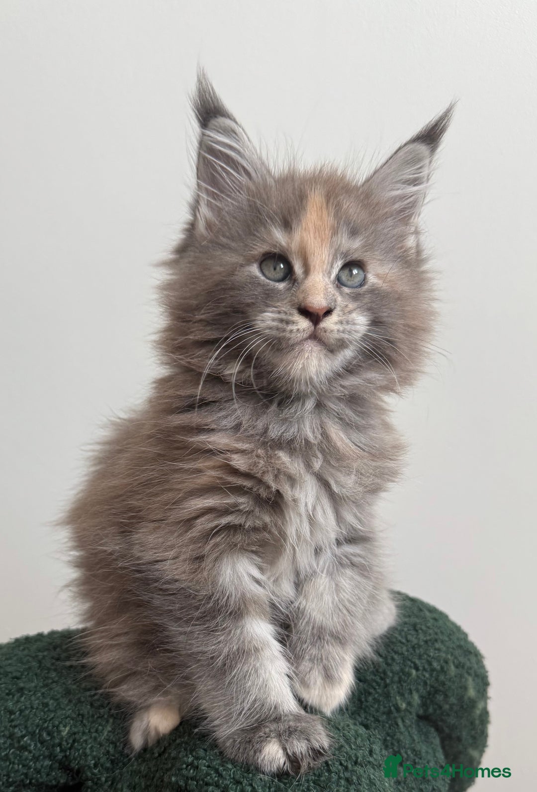 Maine Coon cats for sale: Ready for reservation 🥰 - Image 4