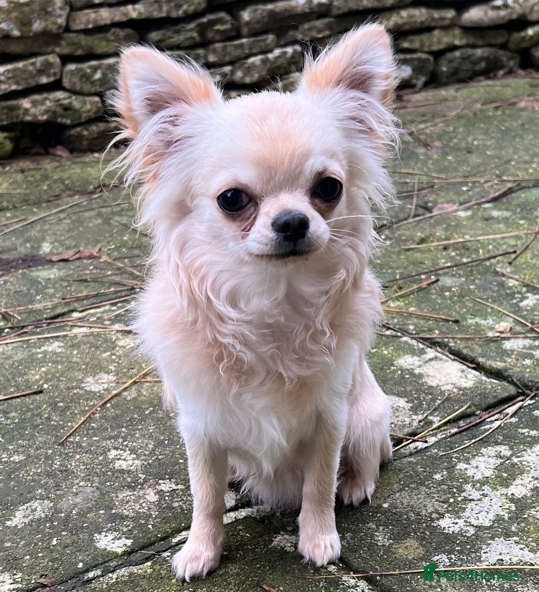 Chihuahua dogs for sale: “ Epic “ - Advert 3