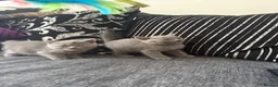 British Shorthair cats for sale: OUTSTANDING BRITISH SHORTHAIR KITTENS 🐈‍⬛ 🐾  - Advert 7