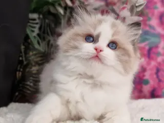 Ragdoll cats 🎀✨️Exclusive top quality kittens🎀 from🏆lines✨️ - Advert 4